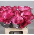 ΚΑΛΛΑ ΡΟΖ ΣΚΟΥΡΟ 60εκ. CALLA PINK JEWEL 60cm.